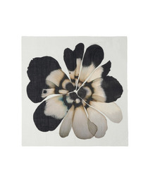 Fiorellina 詳細画像