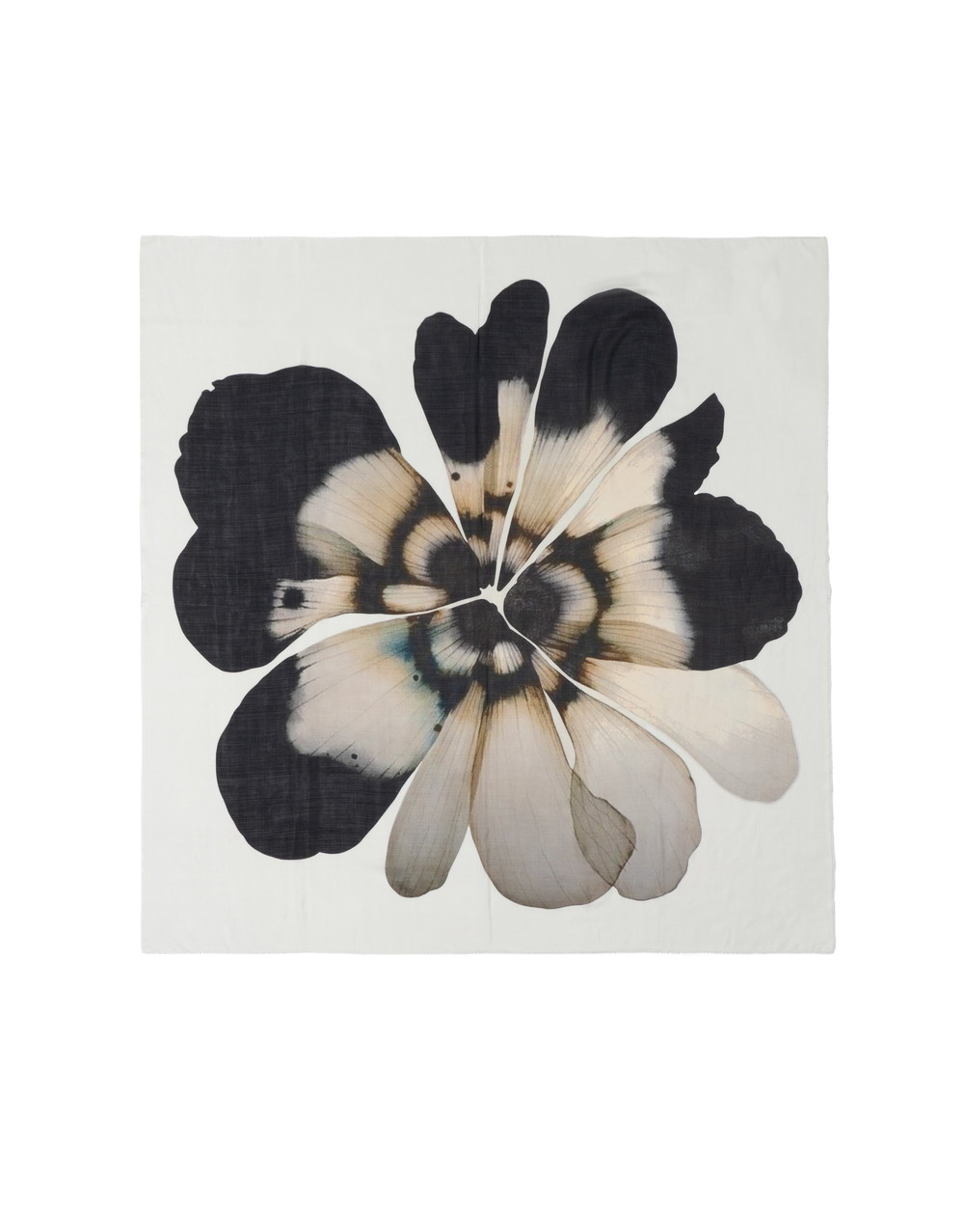 Fiorellina 詳細画像 99990 2