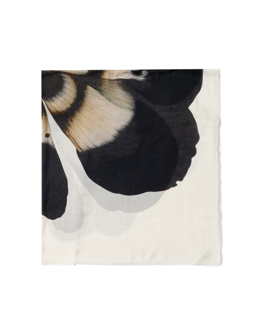 Fiorellina 詳細画像 99990 5